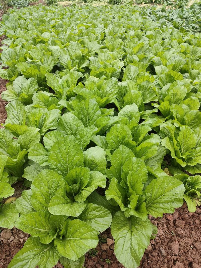 优质板叶棒菜品质好.，棒菜口感纯正是正宗的土品种.植物。
