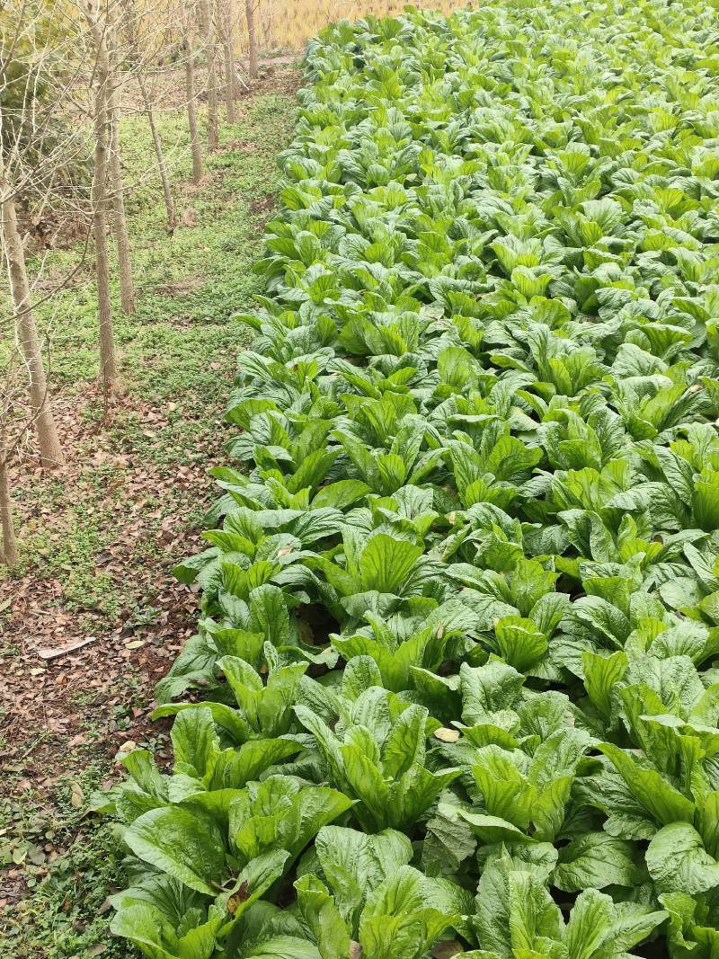 优质板叶棒菜品质好.，棒菜口感纯正是正宗的土品种.植物。