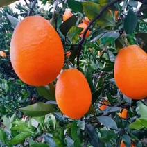 湖北秭归橙子，长虹脐橙量大质优，品种齐全。