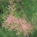 红柳子柽柳种子优质红柳树怪柳树种子防沙植物种子