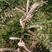 红柳子柽柳种子优质红柳树怪柳树种子防沙植物种子