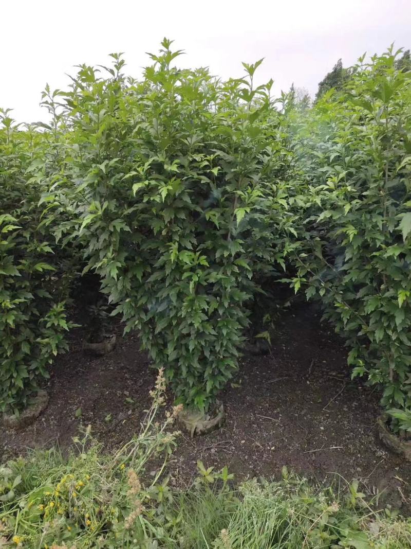 木槿花，喇叭花，木槿基地，四川木槿批发价格，成都木槿出售