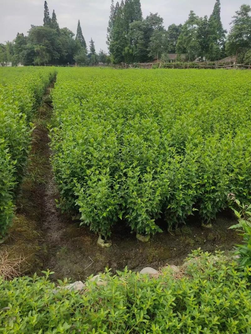 木槿花，喇叭花，木槿基地，四川木槿批发价格，成都木槿出售