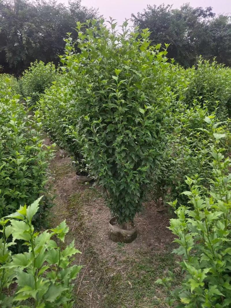 木槿花，喇叭花，木槿基地，四川木槿批发价格，成都木槿出售