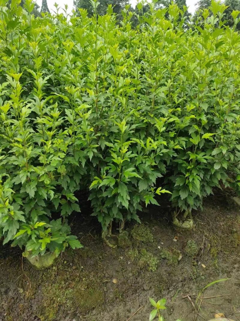 木槿花，喇叭花，木槿基地，四川木槿批发价格，成都木槿出售