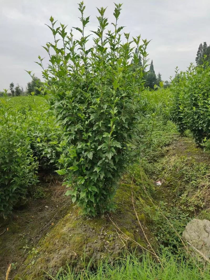 木槿花，喇叭花，木槿基地，四川木槿批发价格，成都木槿出售