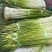 2026云南大理现采现卖蒜苔新鲜白帽苔批发红帽苔产地直发