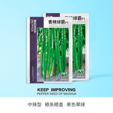 香辣绿霸辣椒种子，深绿色椒长25-30厘米，基地大面积