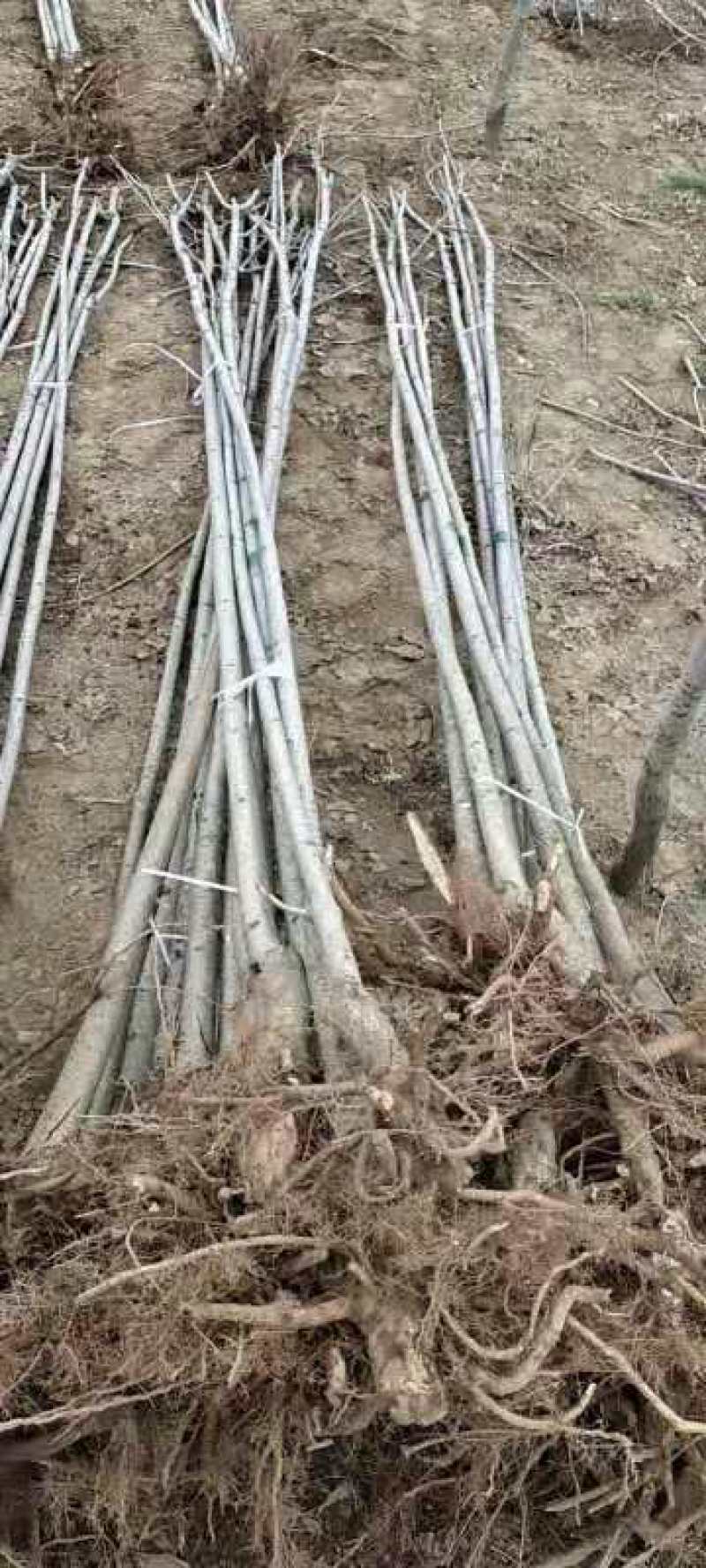 原生老白蜡1到七公分量大价低。地头装车上货快