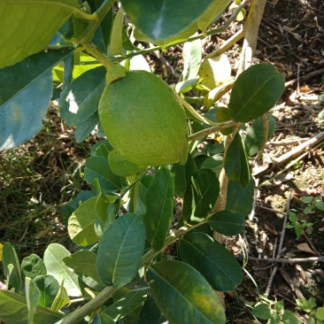 柠檬