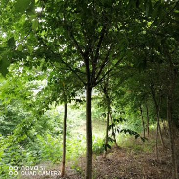 樱花树福建山樱花米径6-10cm绿化树绿化苗木