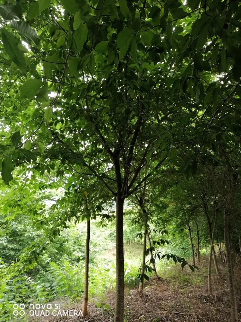 樱花树福建山樱花米径6-10cm绿化树绿化苗木