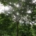 樱花树福建山樱花米径6-10cm绿化树绿化苗木