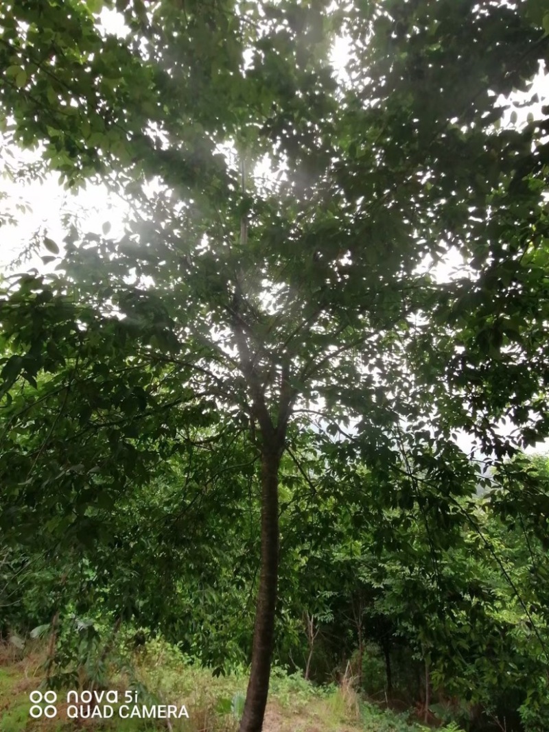 樱花树福建山樱花米径6-10cm绿化树绿化苗木