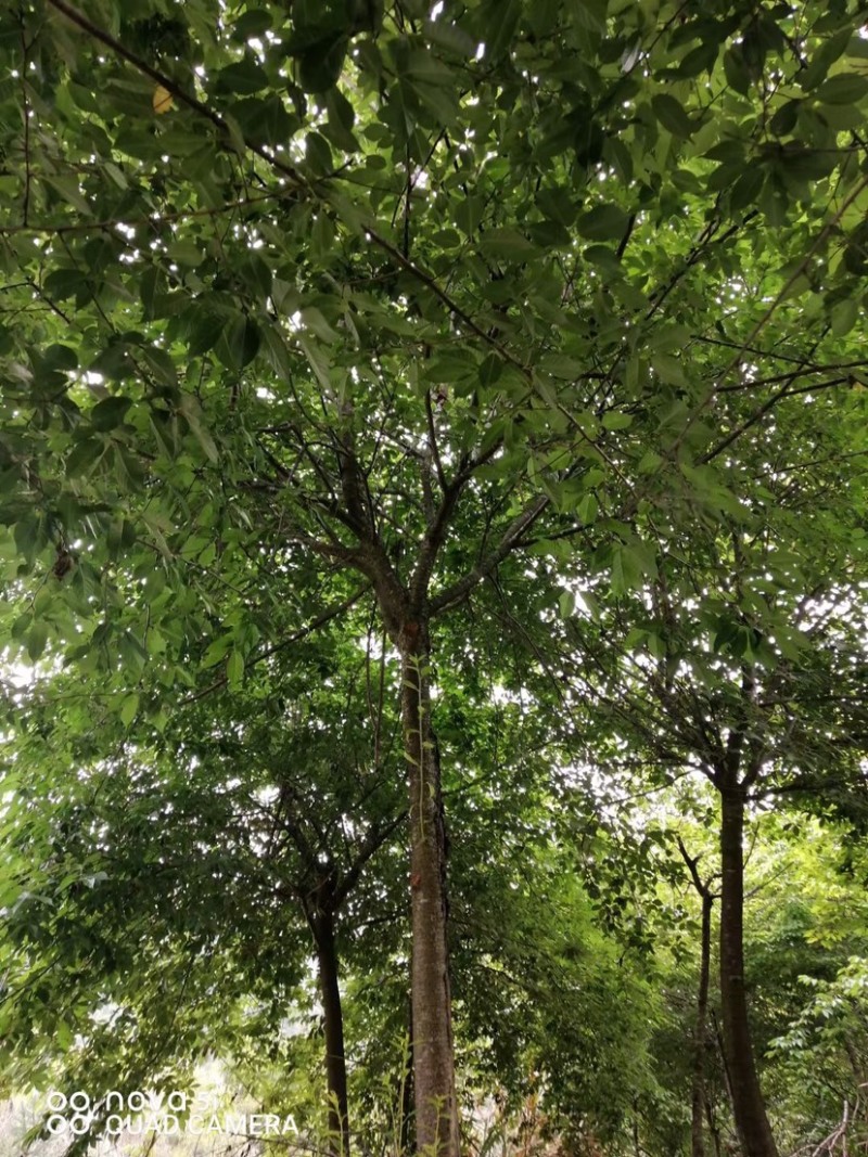 樱花树福建山樱花米径6-10cm绿化树绿化苗木