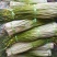 2026云南大理现采现卖蒜苔新鲜白帽苔批发红帽苔产地直发