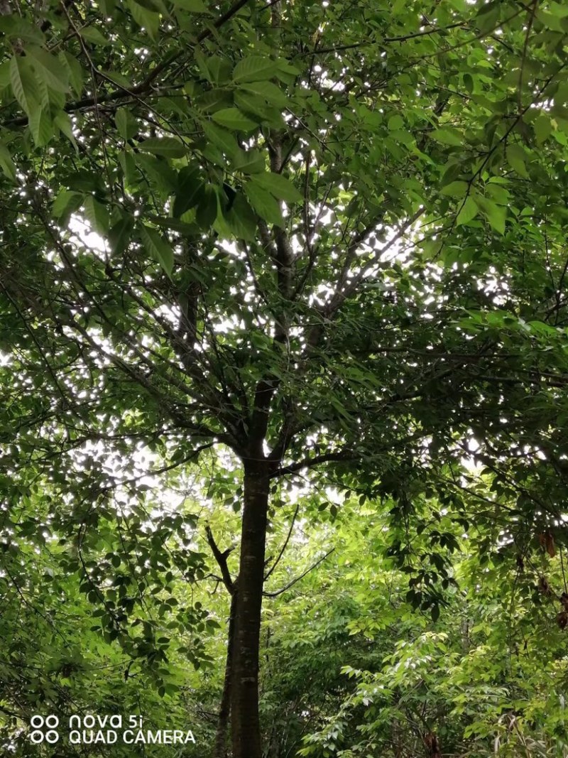 樱花树福建山樱花米径6-10cm绿化树绿化苗木