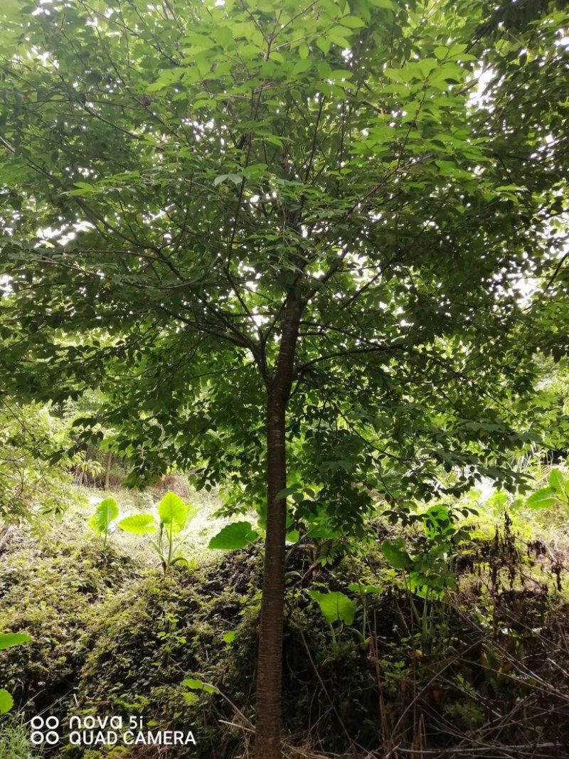 樱花树福建山樱花米径6-10cm绿化树绿化苗木