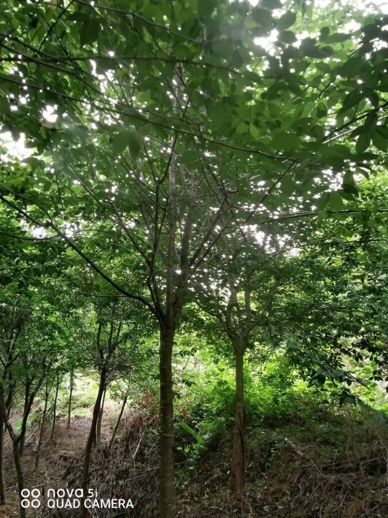 樱花树福建山樱花米径6-10cm绿化树绿化苗木