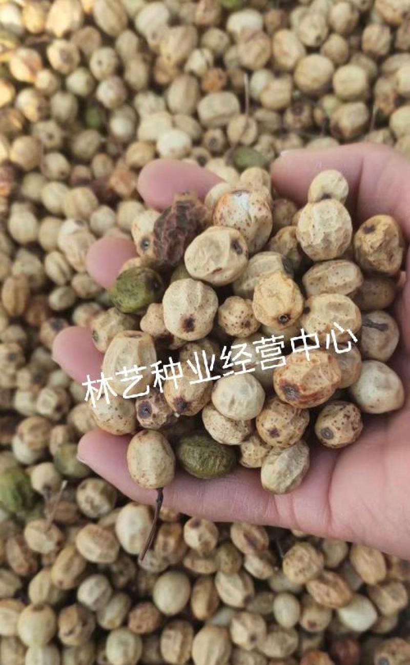 新采苦楝树种子苦楝种子楝树紫花树种子楝枣种子苦楝子种