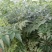 新采苦楝树种子苦楝种子楝树紫花树种子楝枣种子苦楝子种