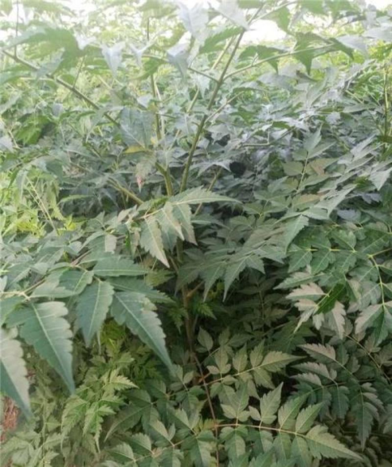 新采苦楝树种子苦楝种子楝树紫花树种子楝枣种子苦楝子种