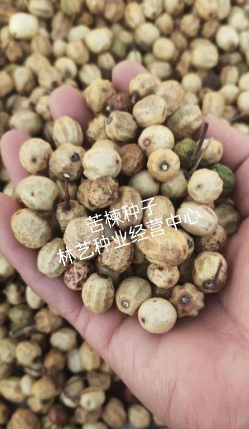 新采苦楝树种子苦楝种子楝树紫花树种子楝枣种子苦楝子种