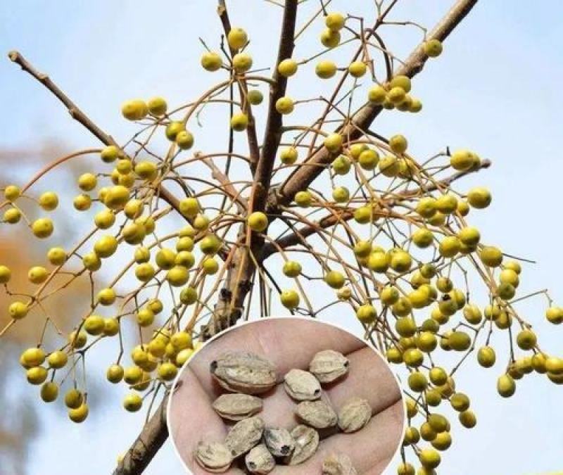 新采苦楝树种子苦楝种子楝树紫花树种子楝枣种子苦楝子种