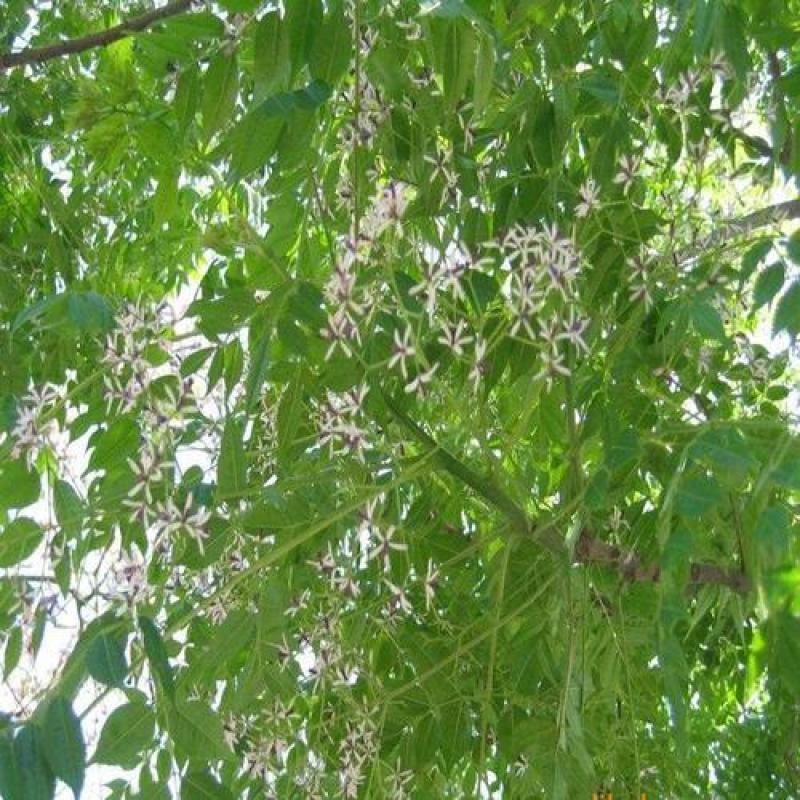 新采苦楝树种子苦楝种子楝树紫花树种子楝枣种子苦楝子种