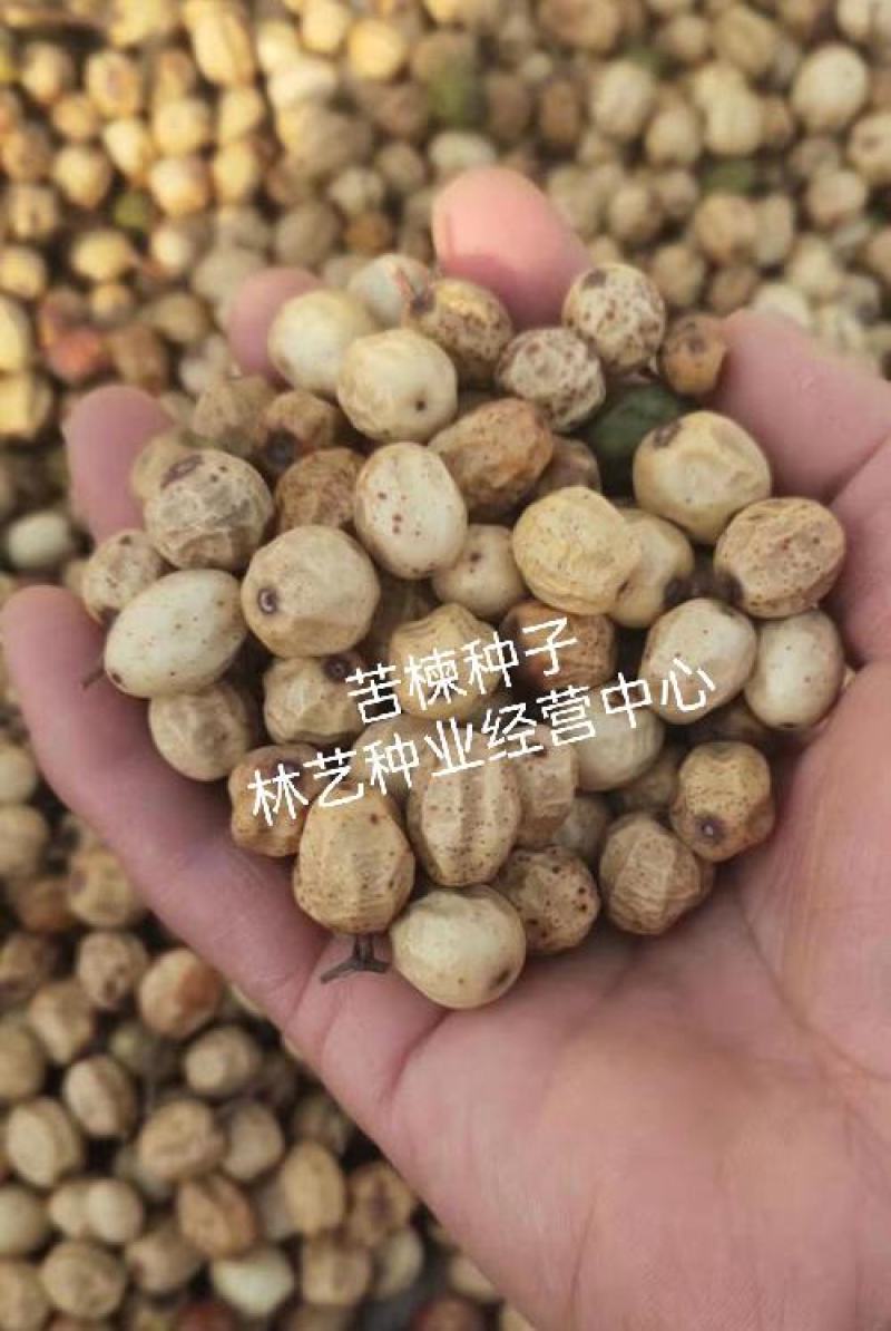 新采苦楝树种子苦楝种子楝树紫花树种子楝枣种子苦楝子种