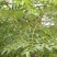 新采苦楝树种子苦楝种子楝树紫花树种子楝枣种子苦楝子种