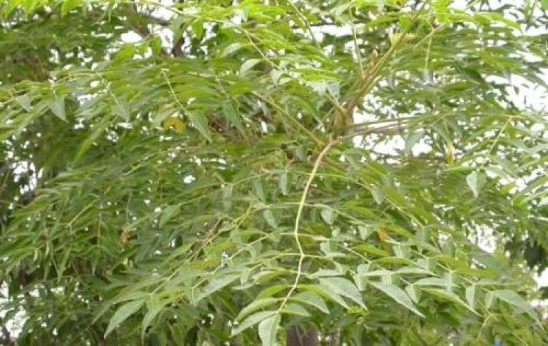 新采苦楝树种子苦楝种子楝树紫花树种子楝枣种子苦楝子种
