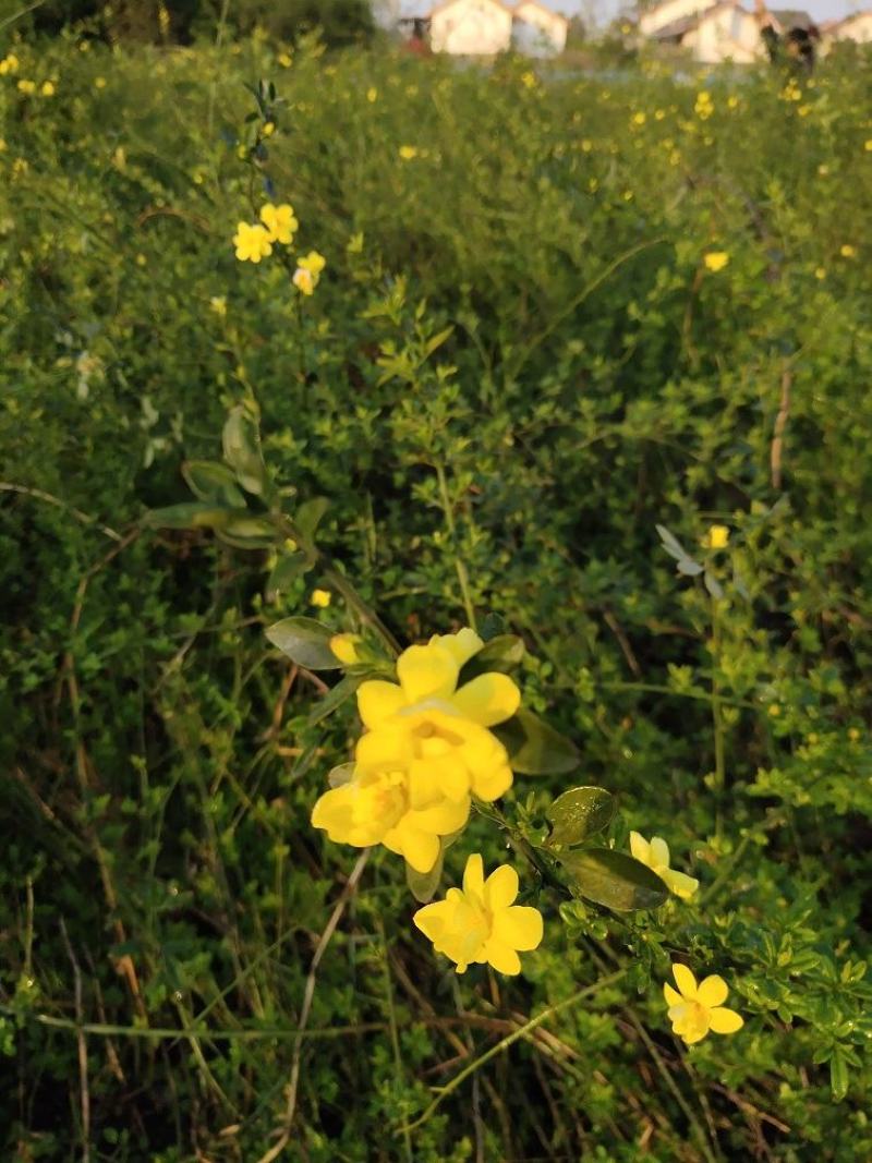 迎春花，黄素馨，迎春基地，四川迎春价格，成都迎春批发出售