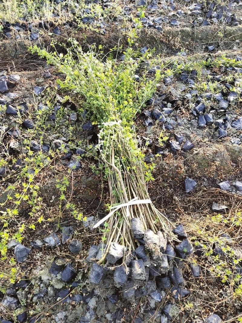 迎春花，黄素馨，迎春基地，四川迎春价格，成都迎春批发出售