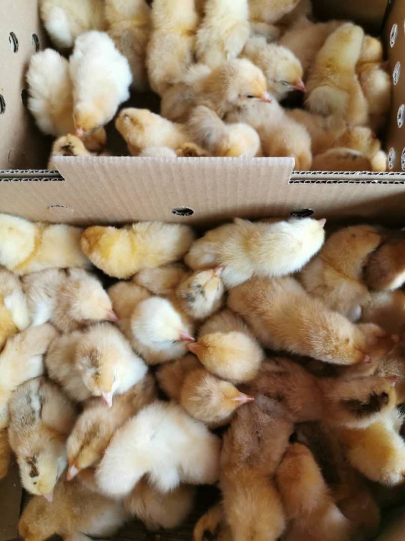 优质快大黄鸡苗厂家直销、质量保证包运输成活