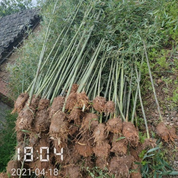 大量供应1-3公分的钢竹，青竹，杆直，支持线上保障交易