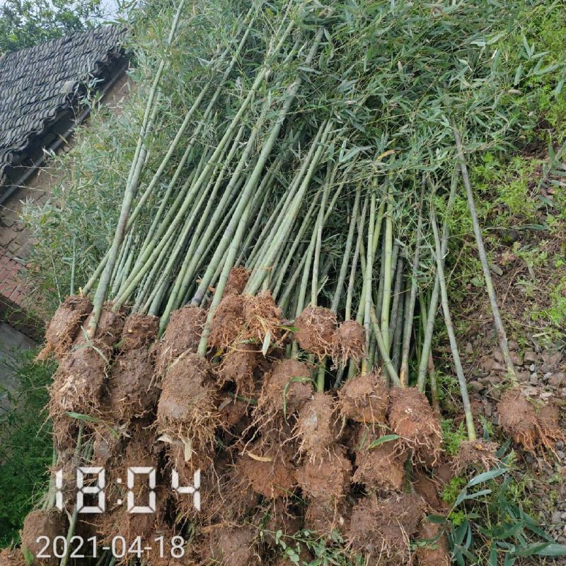 大量供应1-3公分的钢竹，青竹，杆直，支持线上保障交易