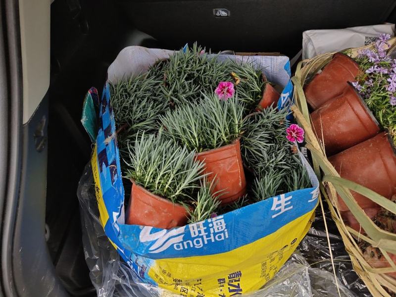 彩虹石竹，耐冻石竹，石竹基地，四川石竹价格，成都石竹批发