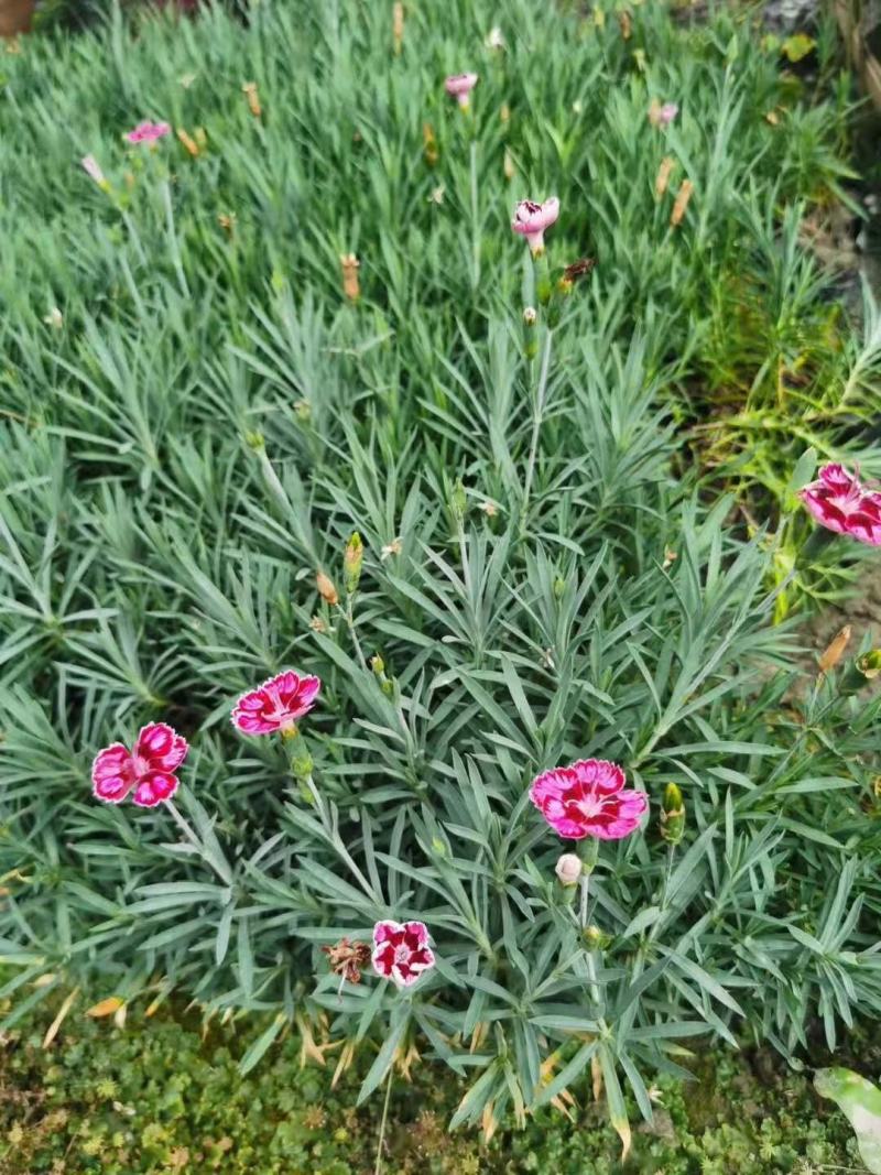 彩虹石竹，耐冻石竹，石竹基地，四川石竹价格，成都石竹批发