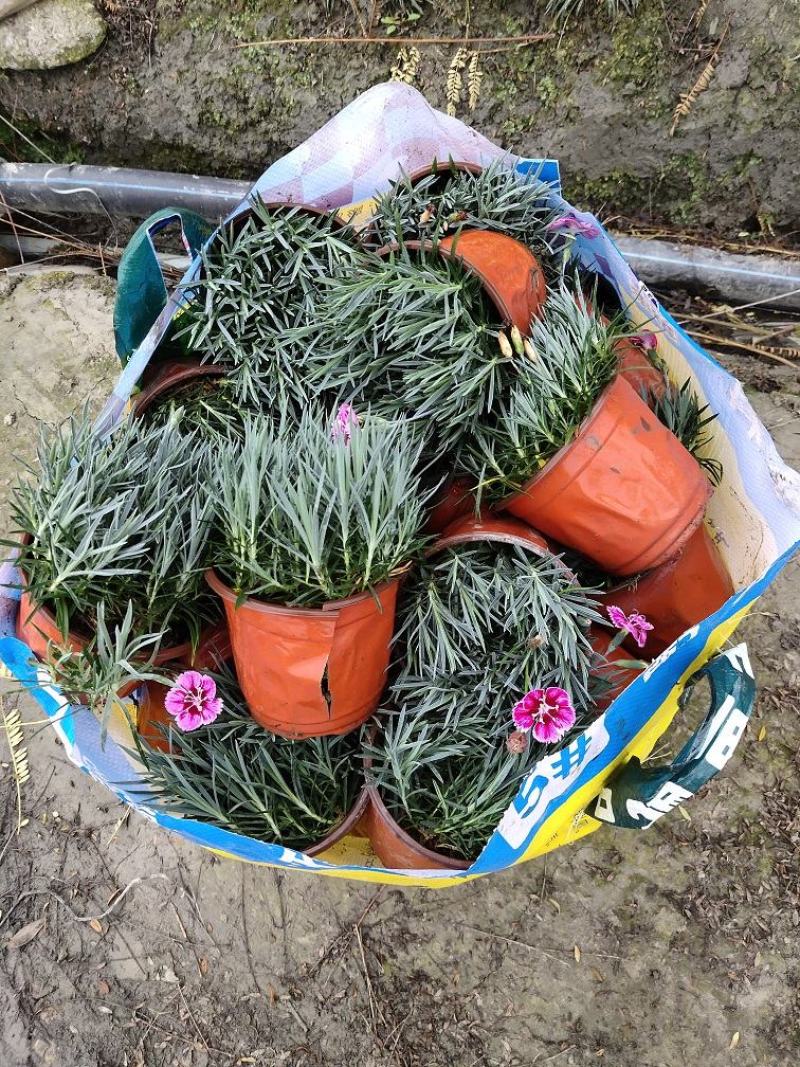 彩虹石竹，耐冻石竹，石竹基地，四川石竹价格，成都石竹批发