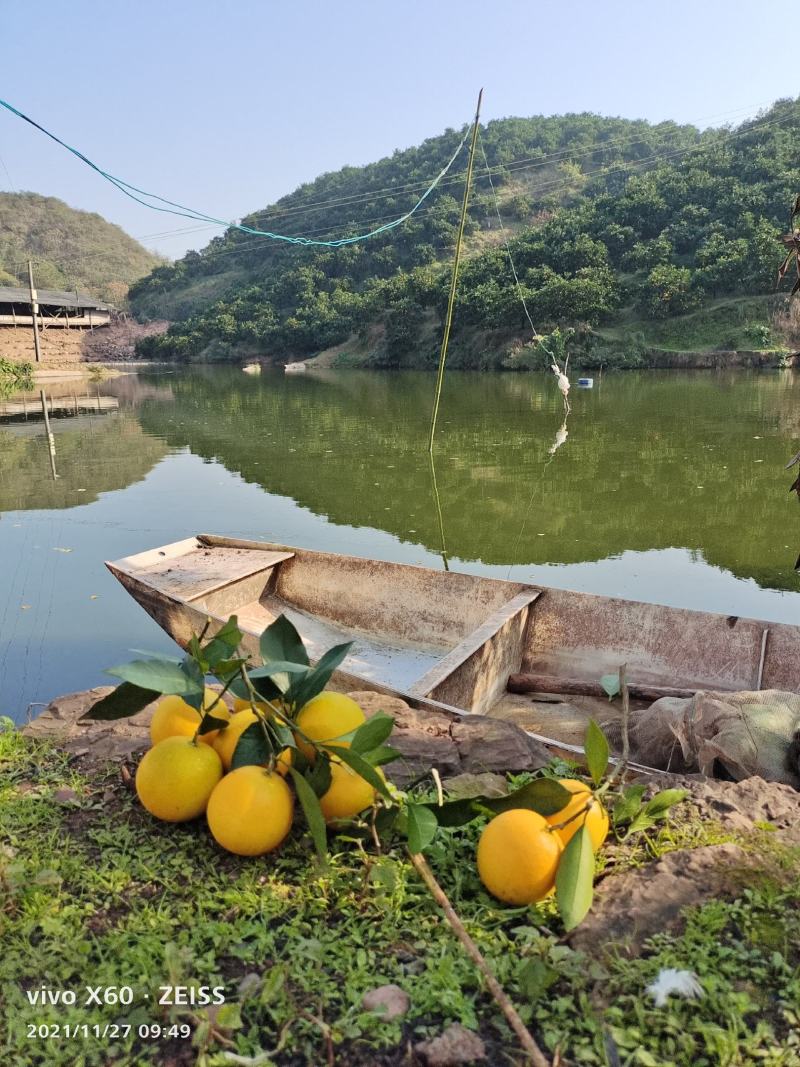 冰糖橙