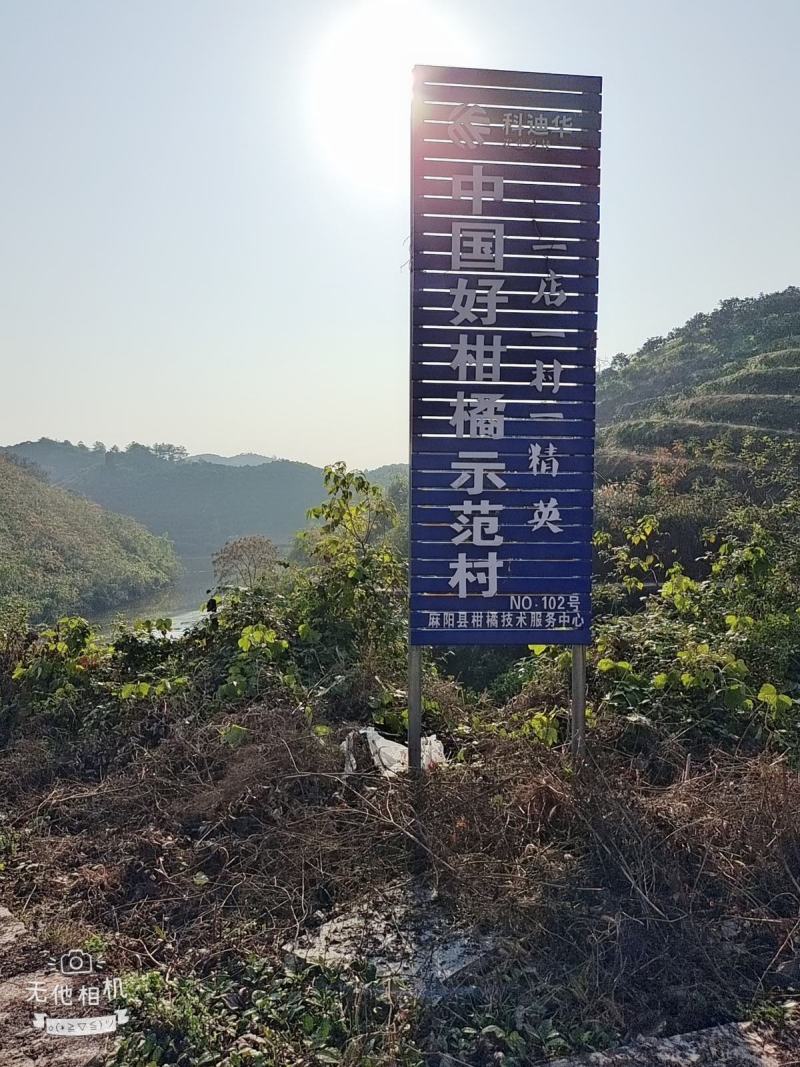 冰糖橙