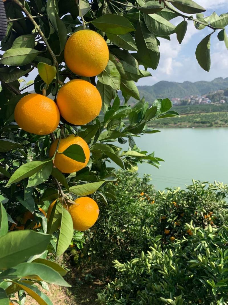 冰糖橙