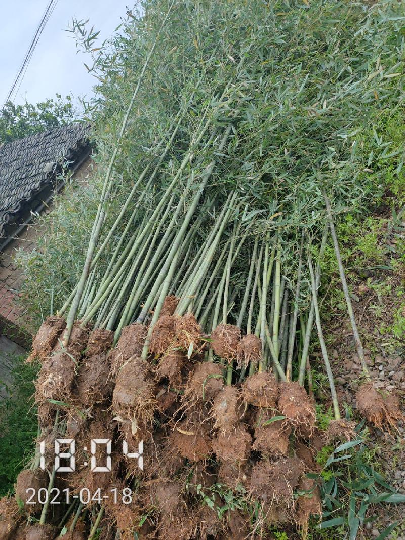 大量供应1-3公分的钢竹，青竹，杆直，支持线上保障交易