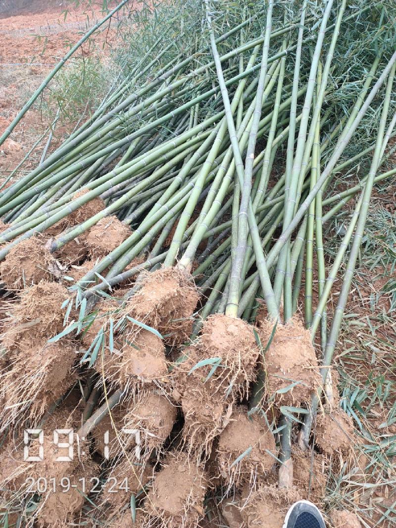 大量供应1-3公分的钢竹，青竹，杆直，支持线上保障交易