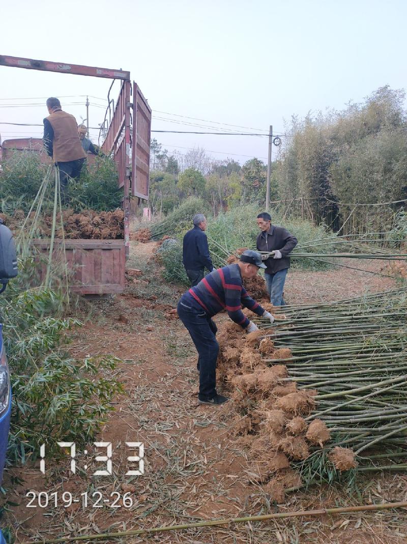 大量供应1-3公分的钢竹，青竹，杆直，支持线上保障交易