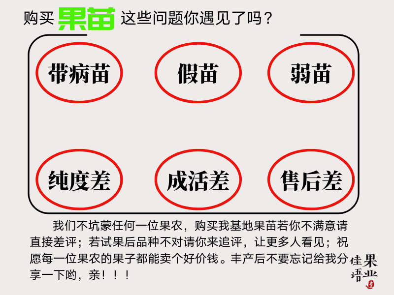 脆蜜金柑苗批发四川果苗基地直发5年店铺