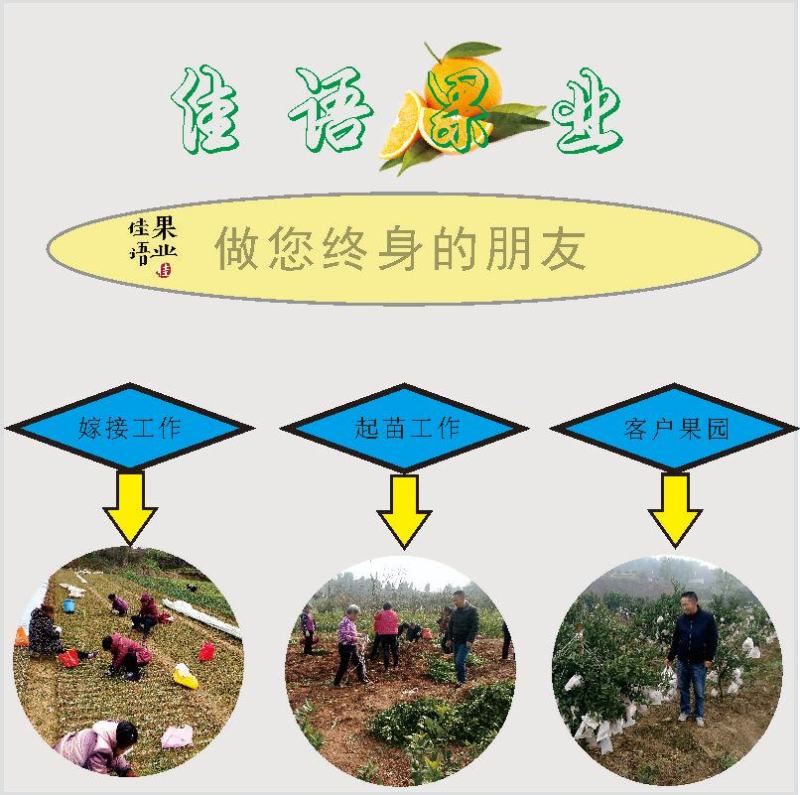 脆蜜金柑苗批发四川果苗基地直发5年店铺