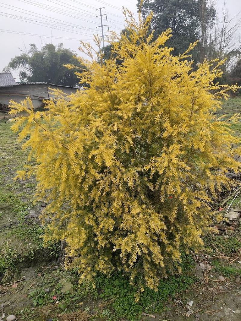 千层金，金叶红千层，千层金基地，千层金价格成都千层金批发
