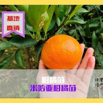 早中熟柑橘品种米哈亚柑橘苗，5年店铺，四川果苗基地直发